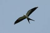 swallowtail kite.jpg