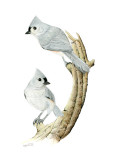 titmice.jpg