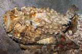 estuary stonefish lo res.jpg