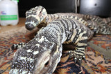 Alex and NeLiSh 7.jpg