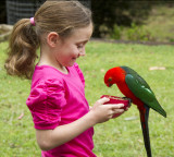 king parrot 1.jpg