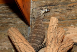 NeLiSh hanging position.jpg