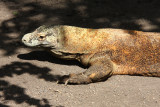 Bali bird park.jpg