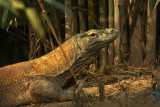 Bali reptile park.jpg