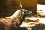 Taronga zoo.jpg