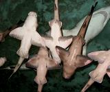 sharks on tunnel.jpg