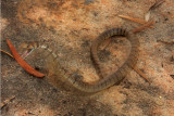 baby brown snake striking.jpg