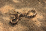 brown snake juvenile.jpg