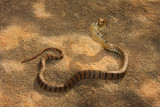 brown snake rearing 2.jpg