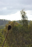 golden orb weaver.jpg