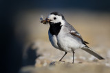 White Wagtail