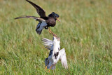 Ruff males fighting