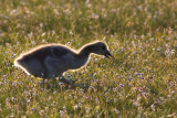 Juvenile Canada Goose