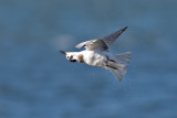 Black Tern shaking of water after a dive