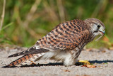 Falco tinnunculus Common Kestrel with a cricket