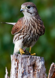 Falco tinnunculus Common Kestrel with a Viviparous lizard