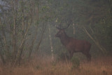 Red deer bull in the mist