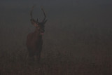 Wild Red deer bull  in the dark  and mist