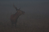 Wild Red deer bull roaming in the dark and mist