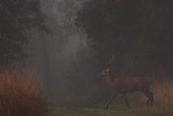 Wild Red deer bull in misty weather