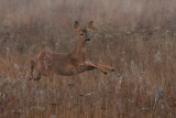 Roe Deer in mid air
