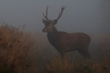 Wild Red deer bull in misty weather