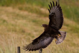 Common Buzzard