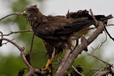 Common Buzzard