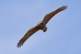 Sparrow Hawk