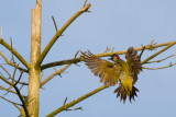 European Green Woodpecker going to land on a branch