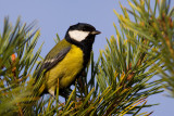 Great Tit