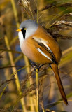 Bearded Reedling