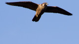 Peregrine Falcon