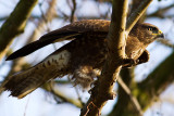 Common Buzzard