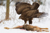 Common Buzzard with prey