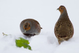 Rapphna Perdix perdix Grey Partridge