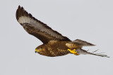 Common Buzzard