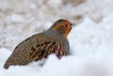 Rapphna Perdix perdix Grey Partridge