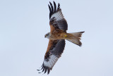 Red Kite