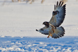 Ormvrk Buteo buteo Common Buzzard