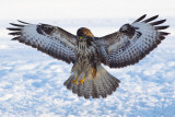 Ormvrk Buteo buteo Common Buzzard