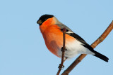 Domherre Pyrrhula pyrrhula Common Bullfinch