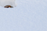 Grey Partridge, hiding in snow