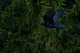 12800 ISO Raven