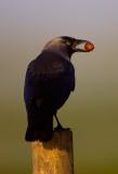 Western Jackdaw  with acorn