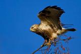 Rough-legged Buzzard