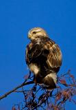 Rough-legged Buzzard
