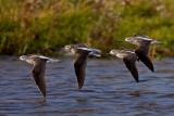 Common Greenshank