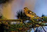 Common Chaffinch