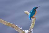 Common Kingfisher at winter